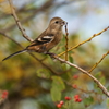 ベニマシコ♀②