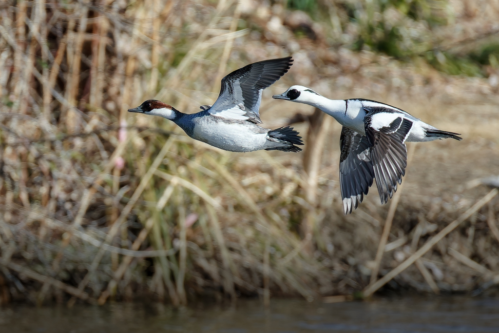 ミコアイサペアー