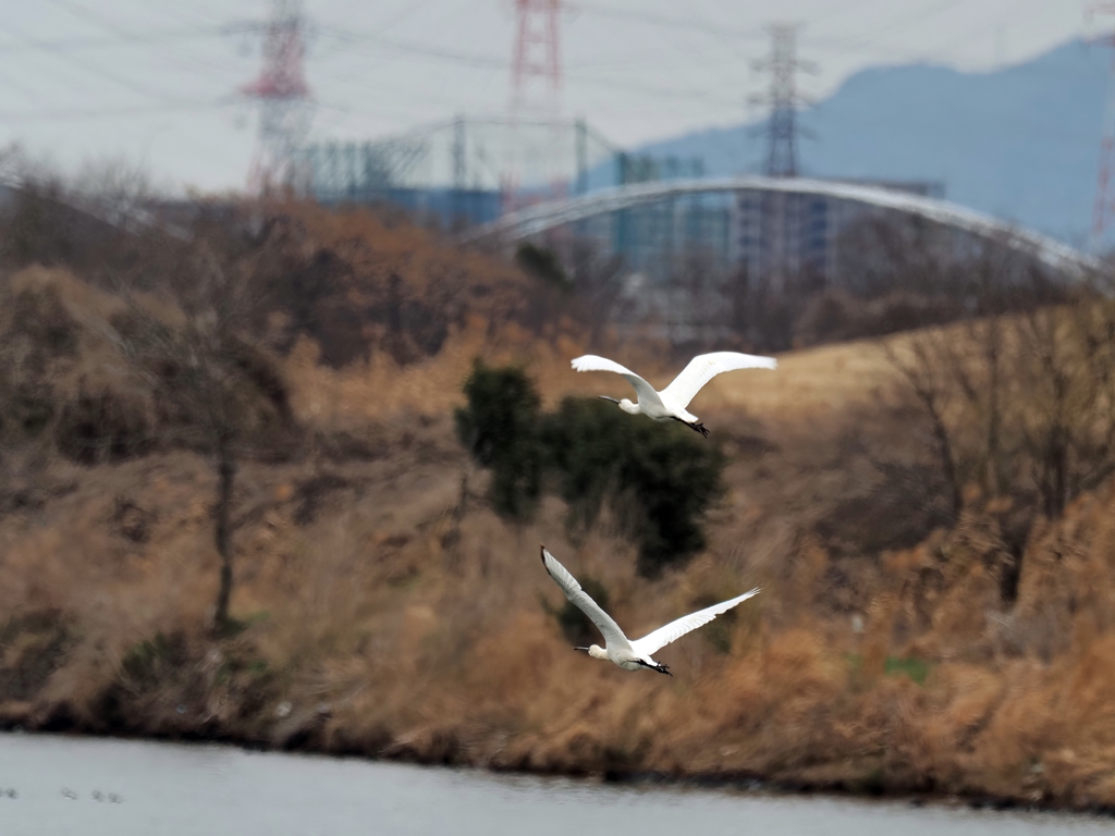 ヘラサギ飛翔す
