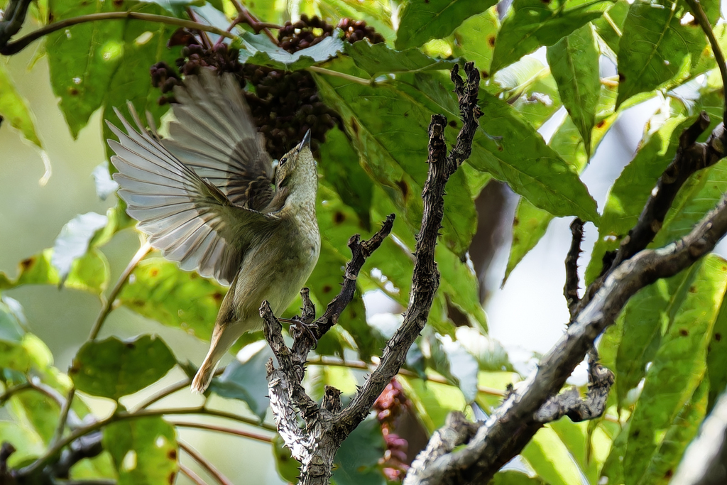 キビタキ♀の飛着き