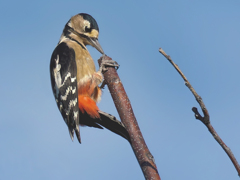 アカゲラ♀の虫取り