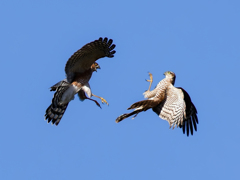 ハイタカバトル①