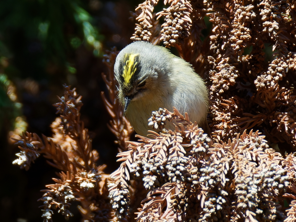 冠羽を少し広げた菊ちゃん