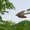 木立の中を飛ぶハイタカ