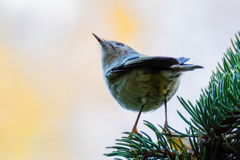 天を仰ぐキクイタダキ