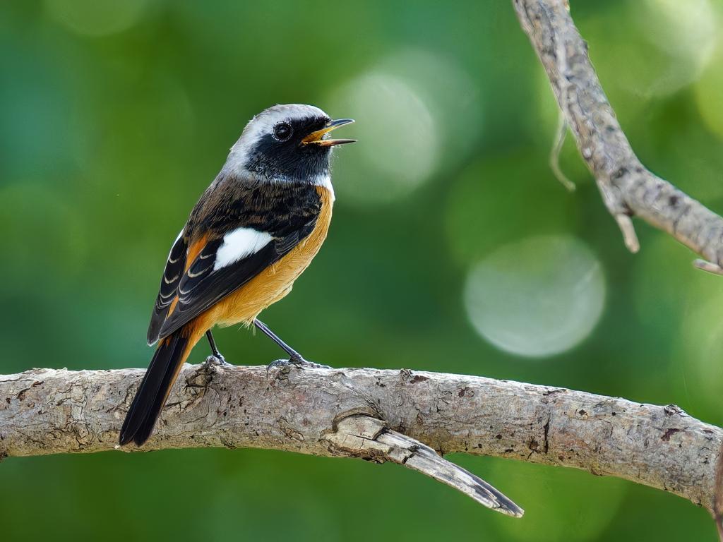 鳴いているジョウビタキ
