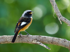 鳴いているジョウビタキ