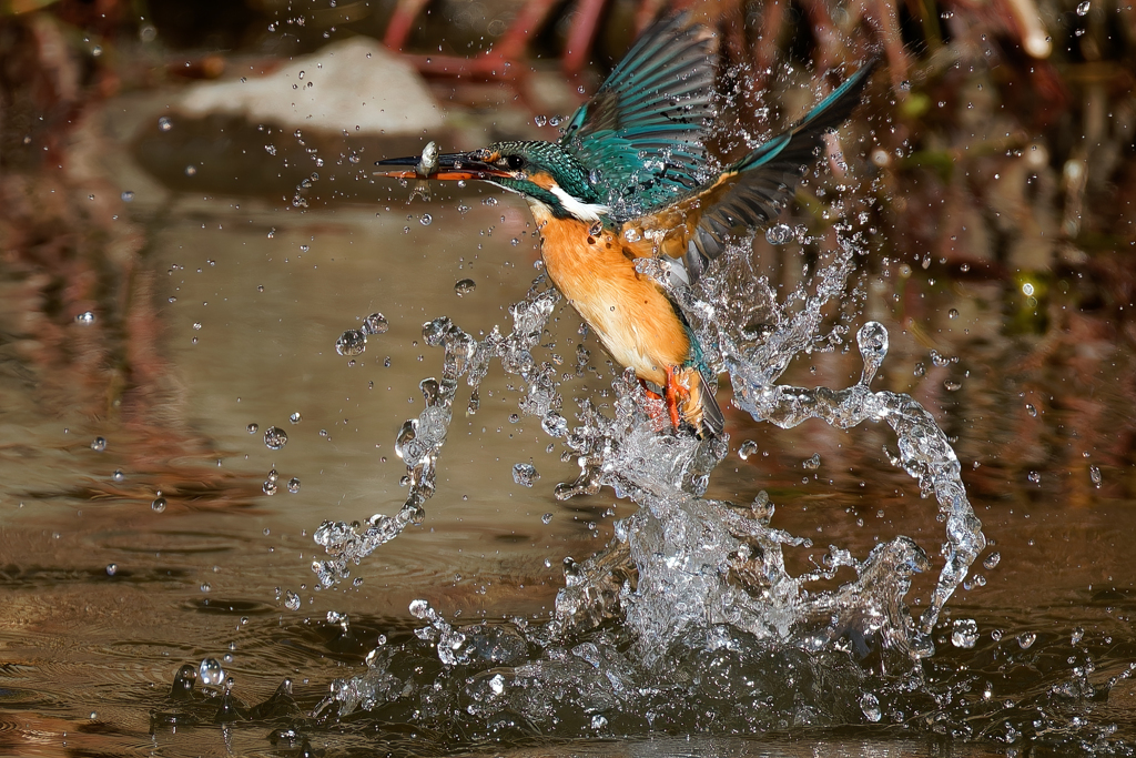 カワセミの魚捕り①