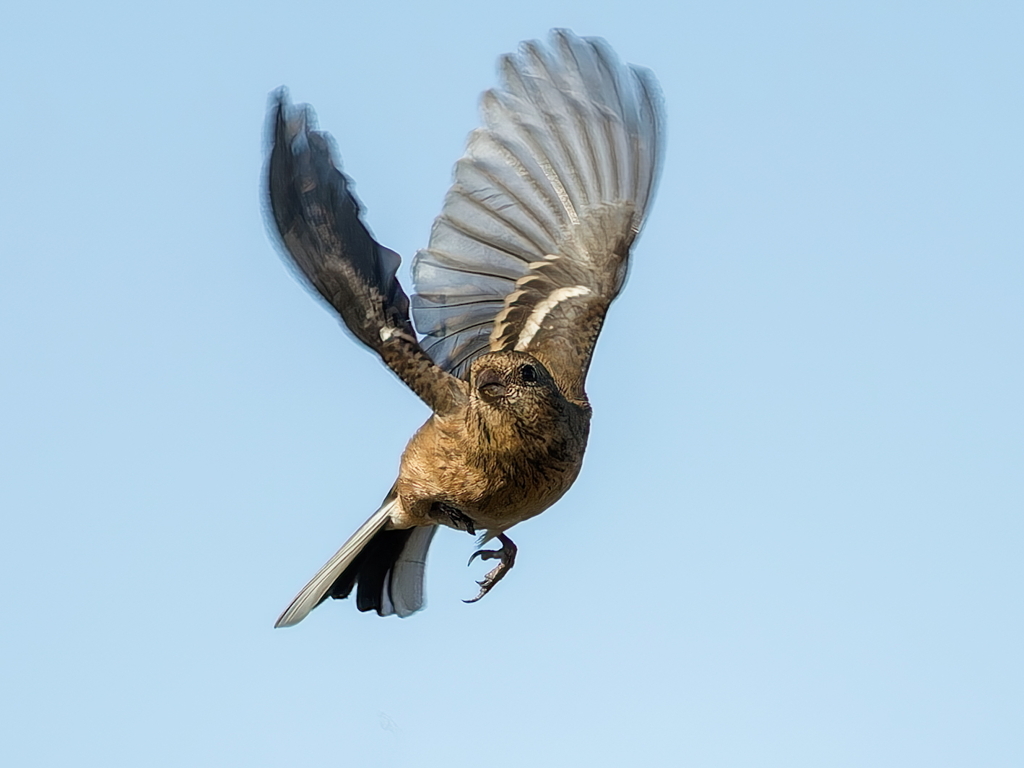 ベニマシコ♀の飛び出し