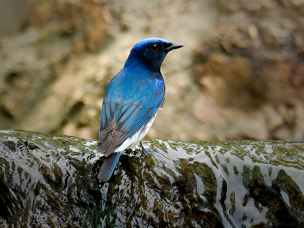 水浴びに来たオオルリ