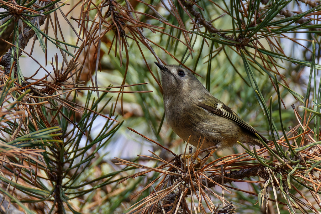 キクイタダキ③
