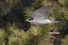 オオタカ松の木の前を飛翔中！