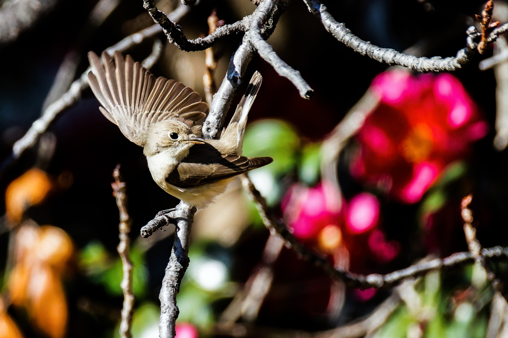 山茶花にニシオジロビタキ③