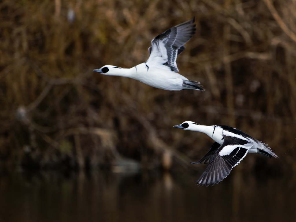 ミコアイサのＷ飛翔②