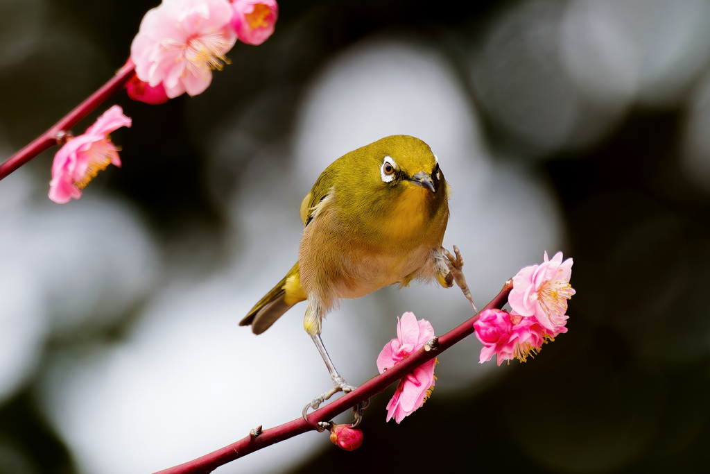 枝移りのメジロ