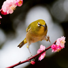枝移りのメジロ