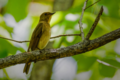 オオルリ♀