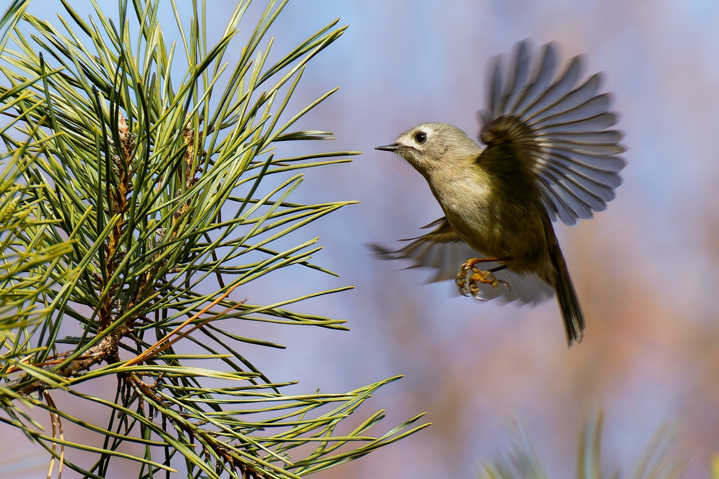 キクイタダキのホバリング③