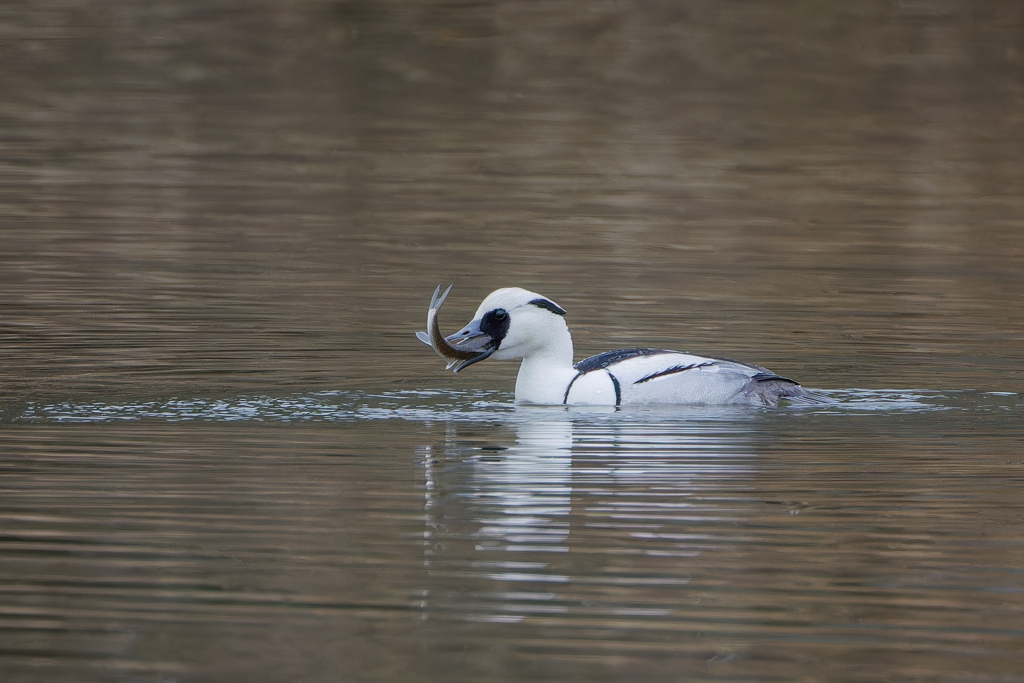 パンダ鴨,魚をゲット！