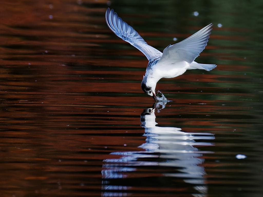 クロハラアジサシの水飲み