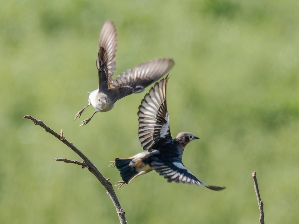 コムクドリの飛び出し・飛着き by アカゲラ親父 (ID:13461183) - 写真共有サイト:PHOTOHITO