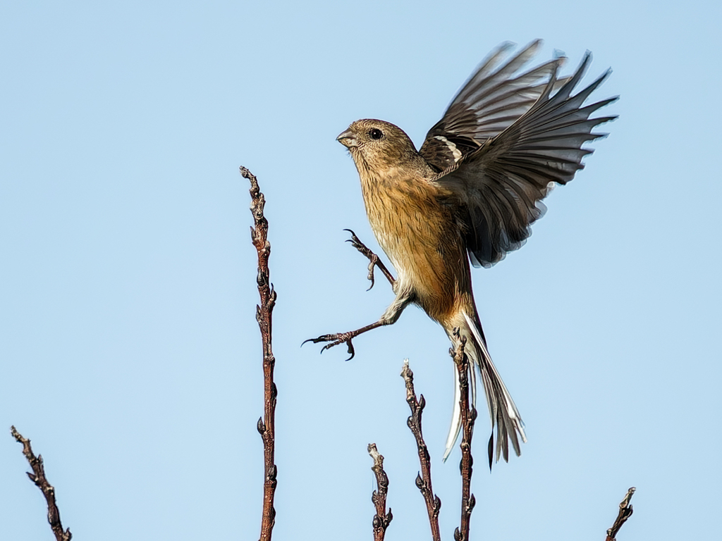 ベニマシコ♀の飛着き