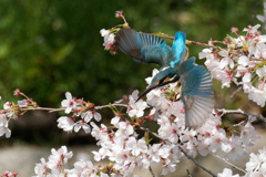 桜カワセミ①