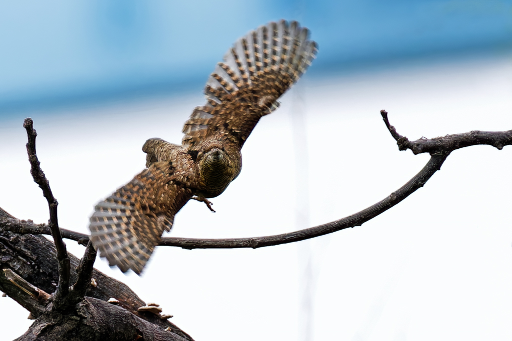 アリスイの飛び出し