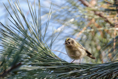 松の木に来た菊ちゃん