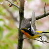 桜キビタキの飛び出し