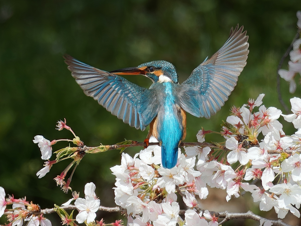 桜カワセミ②