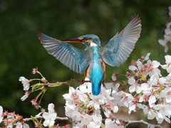 桜カワセミ②