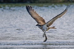 大きな鮎を捕獲したミサゴ