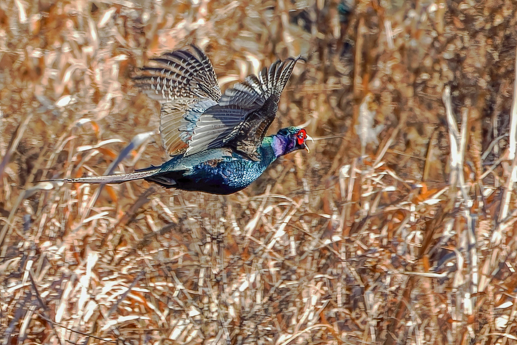 雉が飛ぶ！②