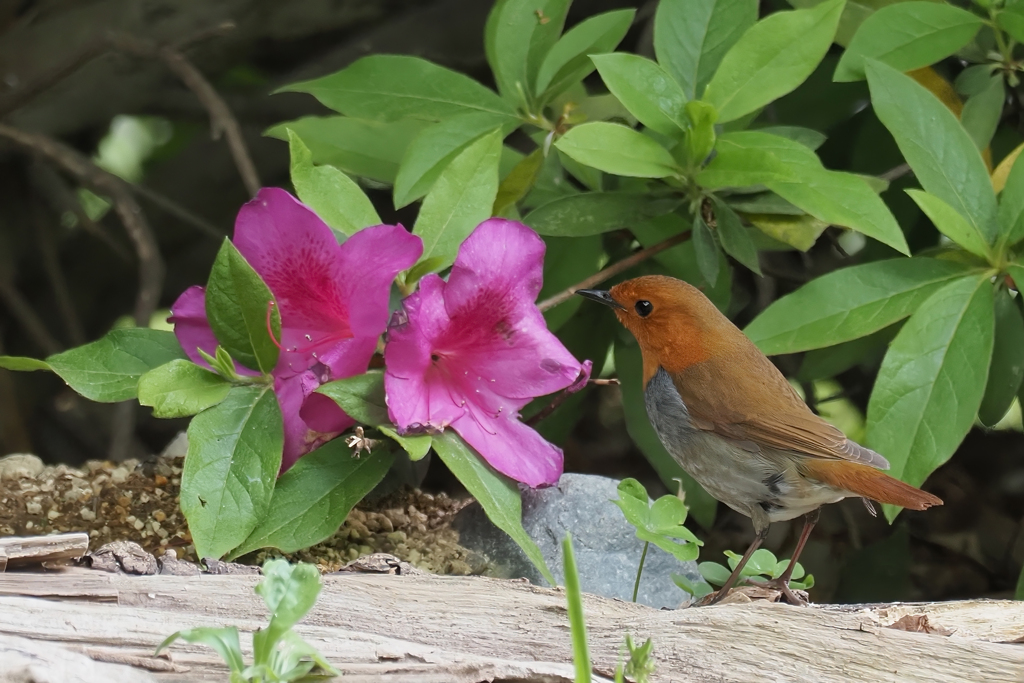 花の香に誘われて