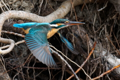 カワセミの飛び出し