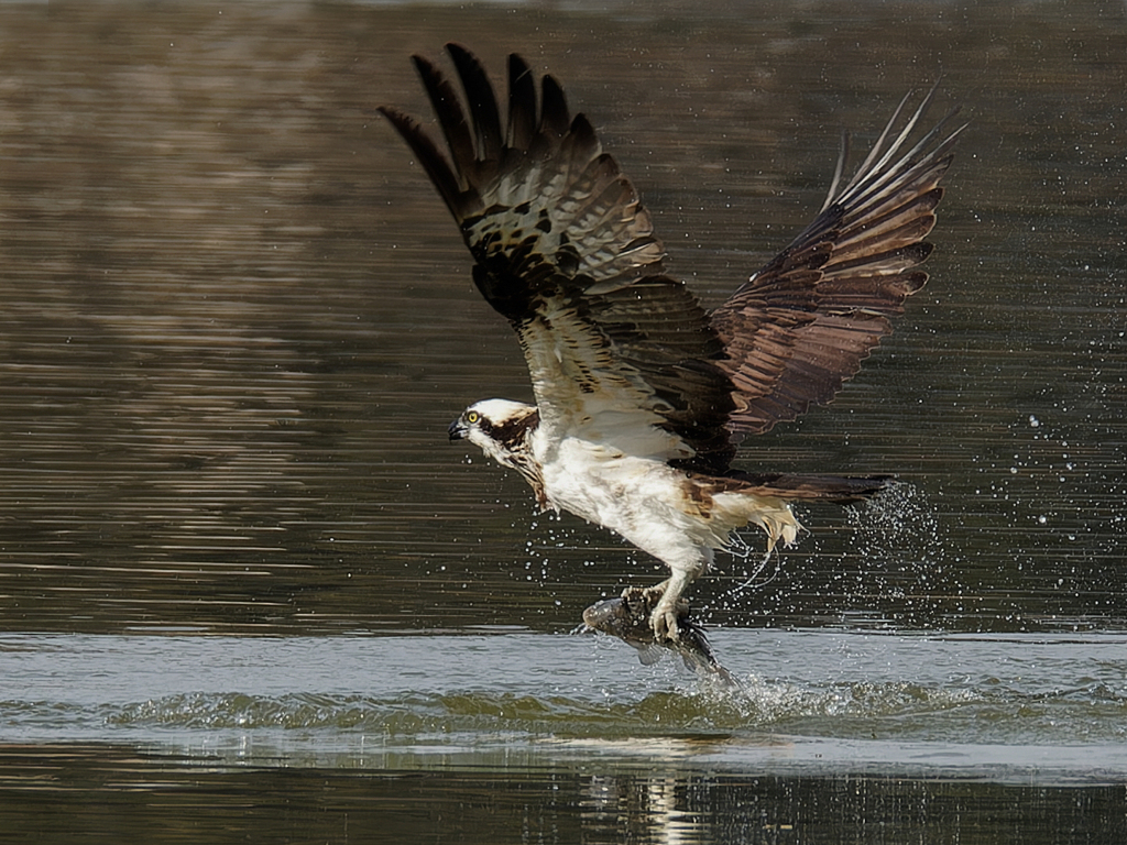ミサゴの鮒捕り