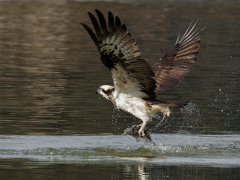 ミサゴの鮒捕り