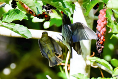 同じ房に来た両ビタキ③