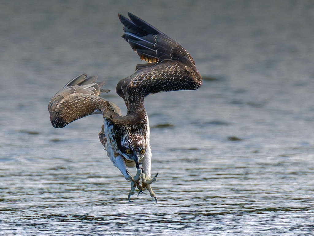 ミサゴのほとんど着水