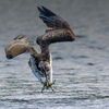 ミサゴのほとんど着水