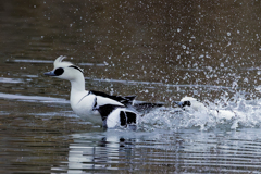 威嚇するミコアイサ①