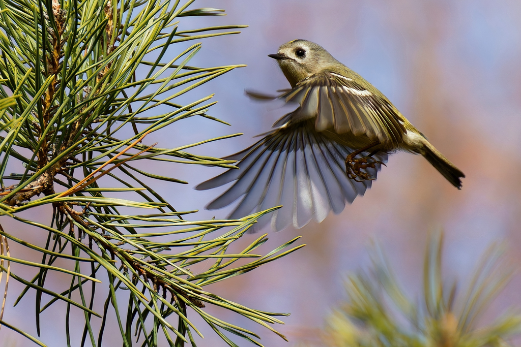 キクイタダキのホバリング②