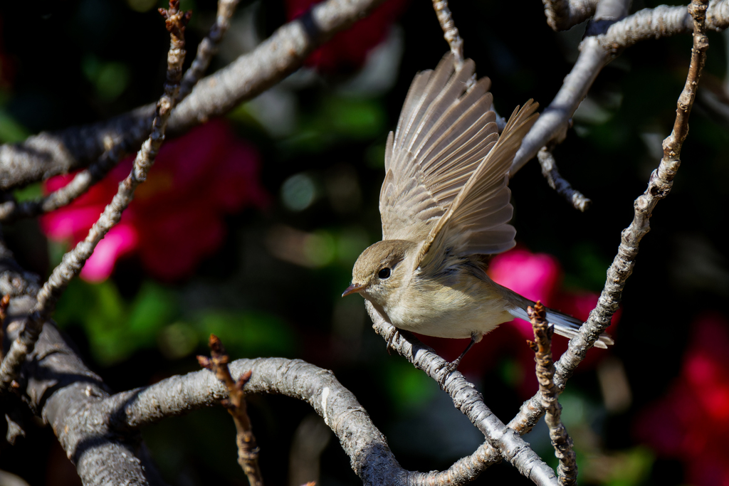 ニシオジロビタキの飛び出し③