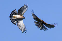 ハイタカの一騎打ち