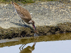 蟹を捕ったチュウシャクシギ