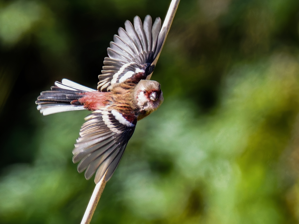 ベニマシコの飛び出し②