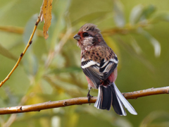 ベニマシコ♂③