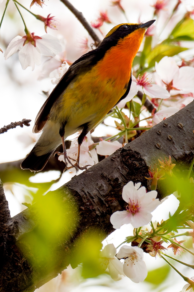 桜キビタキ③