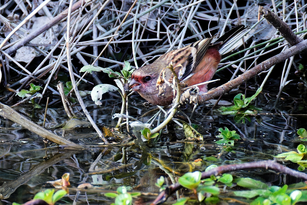 水を飲みに降りて来たベニマシコ
